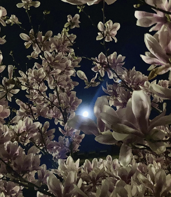 Zen.nl, Zen, meditatie, leren mediteren, foto